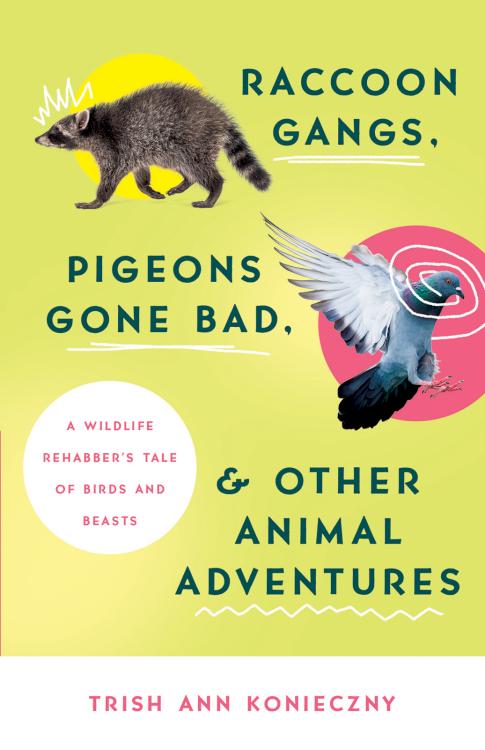 9780736984171 Raccoon Gangs Pigeons Gone Bad And Other Animal Adventures